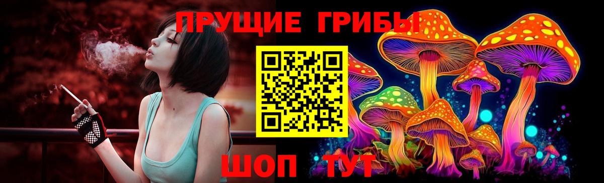 Галлюциногенные грибы Psilocybine cubensis Карачаевск